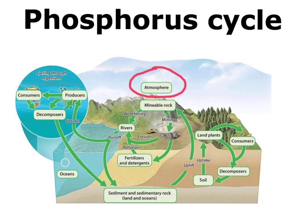 phosphate cycle-study on internet